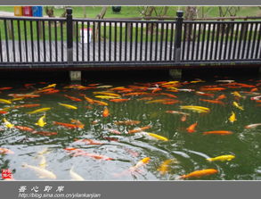 富春江觀(guān)魚(yú)典故