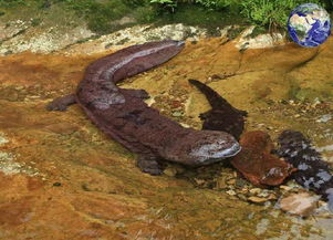 娃娃魚(yú),典故