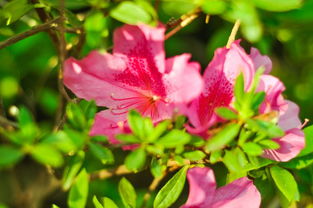 莊生曉夢(mèng)迷蝴蝶望帝春心托杜鵑典故,望帝春心托杜鵑典故源于,錦瑟望帝春心托杜鵑典故