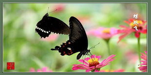 蝶雙飛典故