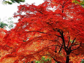 有關(guān)紅葉的典故,紅葉意象的典故,紅葉賦詩(shī)的典故