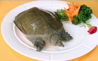 甲魚(yú)典故歷史,關(guān)于甲魚(yú)的典故,朱橋甲魚(yú)的典故