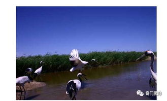 關(guān)于鶴的典故