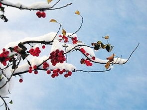 一樹(shù)梨花壓海棠典故,梨花壓海棠的典故,一梨花壓海棠典故