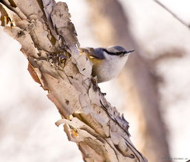 杠開(kāi)花典故