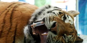 養虎為患典故原文,養虎為患典故,歷史上養虎為患的典故