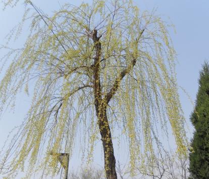 關(guān)于柳樹(shù)的典故傳說(shuō),關(guān)于柳樹(shù)的典故,柳樹(shù)的典故和別稱(chēng)