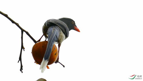 吃我鳥(niǎo)典故