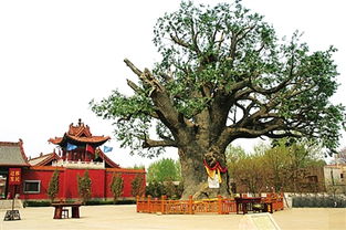 大槐樹(shù)典故