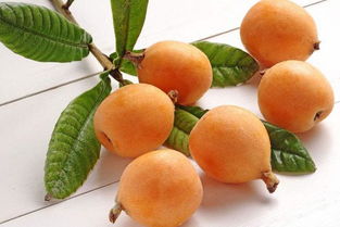 枇杷典故文學(xué),枇杷典故和故事,枇杷的典故
