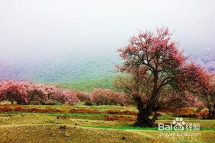 林芝桃花節的策劃方案
