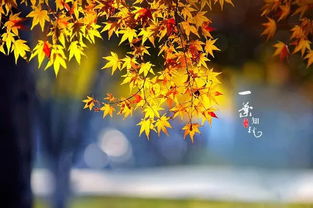 句子,秋風(fēng),能量,微涼正