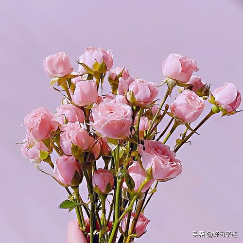 熱愛(ài)生活正能量的句子長(cháng)句