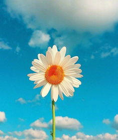 校園正能量句子夢(mèng)想