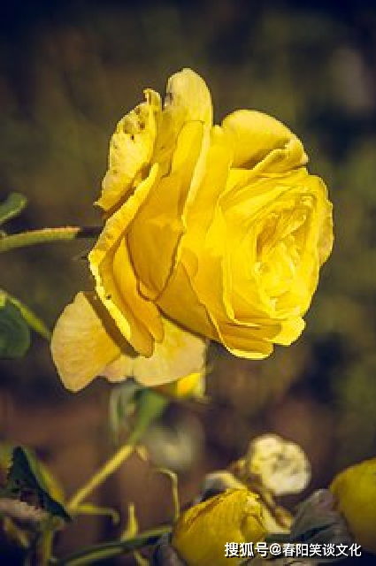 失敗不可怕的正能量句子