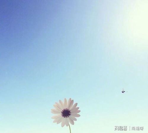 簡(jiǎn)短,句子,能量,陽(yáng)光