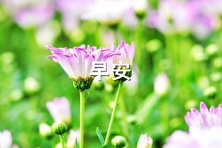 早安,英語(yǔ),短語(yǔ),句子