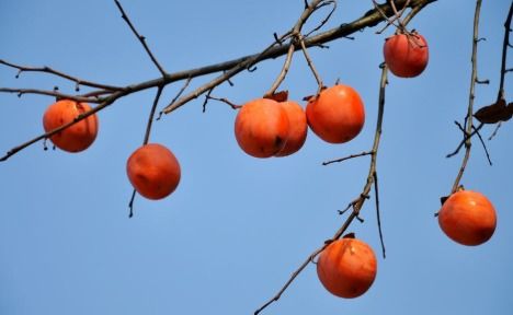 引用柿子表達正能量句子