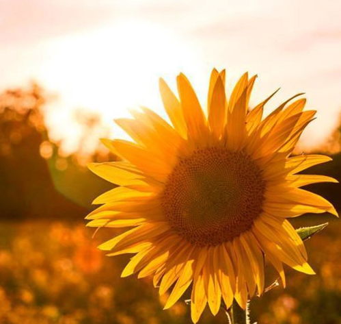 句子,獅子,能量