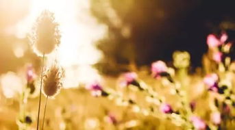 處事,句子,能量,做人