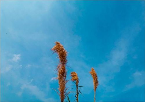 關(guān)于自律的正能量句子小學(xué)生