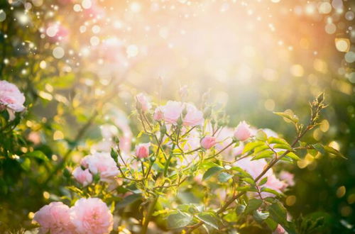 心若向陽(yáng)的正能量句子,向陽(yáng)而生的正能量句子,關(guān)于心的正能量的句子