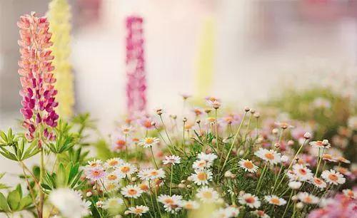 春天快過(guò)去了的時(shí)候正能量的句子