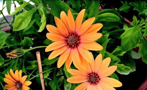 創(chuàng  )業(yè)努力正能量的句子晚安句