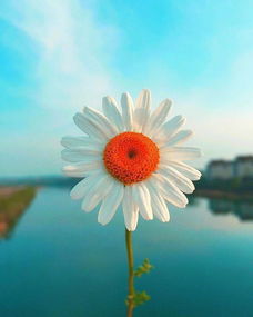 俏皮可愛(ài)的正能量句子