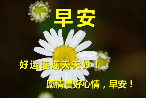 早上好祝福語(yǔ)優(yōu)美句子簡(jiǎn)短,親愛(ài)的早上好祝福語(yǔ)優(yōu)美句子,群里早上好祝福語(yǔ)優(yōu)美句子