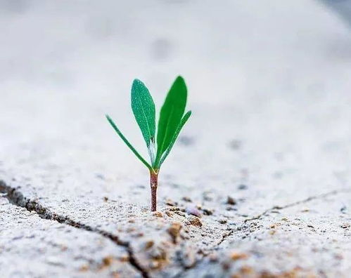 正能量的句子說(shuō)說(shuō)心情短語(yǔ),委屈的句子說(shuō)說(shuō)心情短語(yǔ),一個(gè)人正能量的句子說(shuō)說(shuō)心情短語(yǔ)