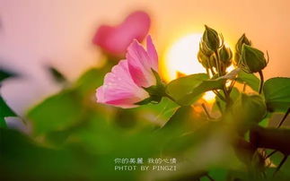 早安說(shuō)說(shuō)正能量的句子大全唯美