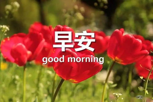 早安工作正能量的句子說(shuō)說(shuō)心情短語(yǔ)