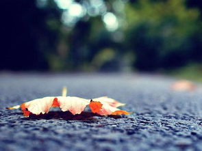 秋天落葉正能量句子,秋天落葉的句子唯美正能量,關(guān)于堅持的正能量句子