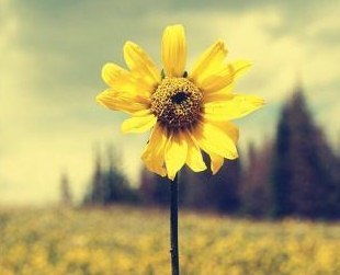 經(jīng)典正能量句子英語(yǔ)怎么說(shuō)