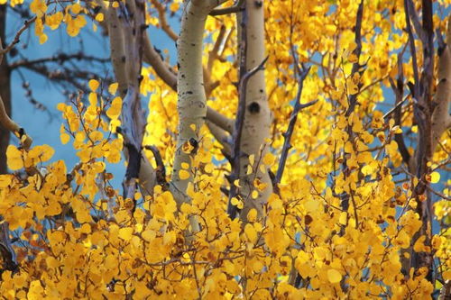 關(guān)于秋天的正能量句子