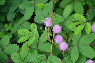 描寫(xiě)含羞草的句子,含羞草的朋友圈的句子,含羞草的優(yōu)美句子簡(jiǎn)短