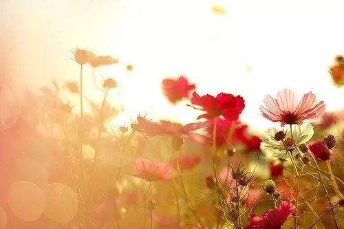 積極向上,句子,能量,傳播