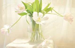 古風(fēng),句子,唯美,能量