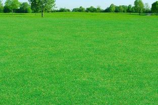 草坪,建造,會(huì )計科目,公司