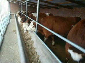 村民合作社會(huì )計科目