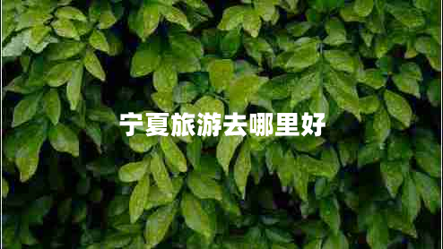 寧夏旅游去哪里好