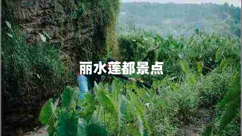 麗水蓮都景點(diǎn)