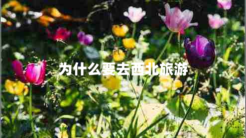 為什么要去西北旅游