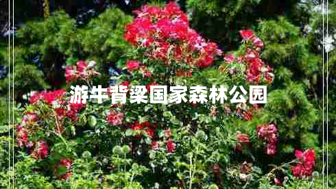 游牛背梁國家森林公園