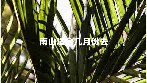 南山適合幾月份去 南山適合幾月份去
