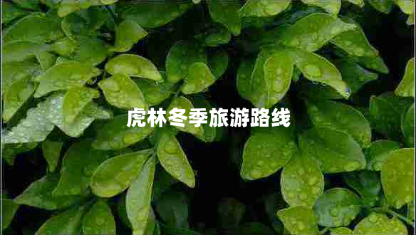 虎林冬季旅游路線(xiàn)