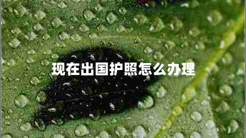 現在出國護照怎么辦理