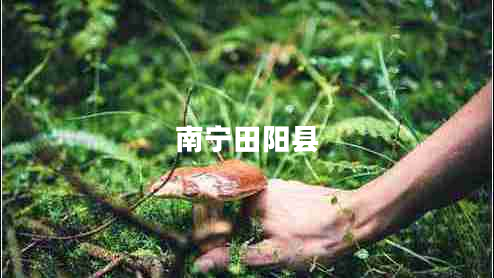 南寧田陽(yáng)縣