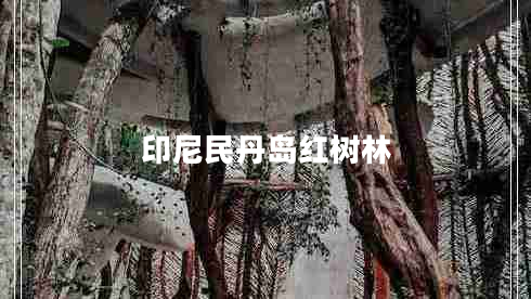 印尼民丹島紅樹(shù)林